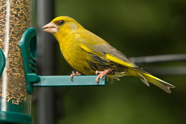Topflite small animal Topflite Wild Bird Seed Snacker