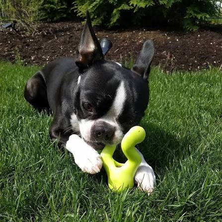 West Paw Toys Large / Granny Smith West Paw Zogoflex Tizzi Dog Toy