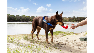 EzyDog bowls Ezydog Leaf Drink Bottle