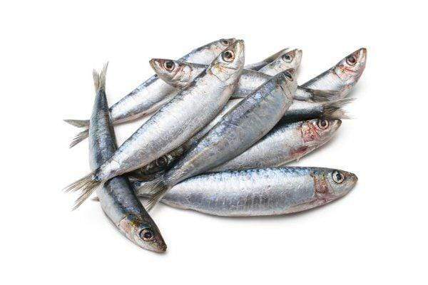 fish city Frozen Food Pilchards