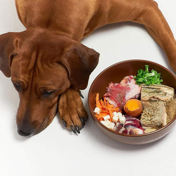 Raw food diet for dogs 2024 with allergies