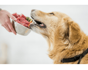 Bulk Raw Dog Food Auckland Bulk Pet Food North Shore Albany
