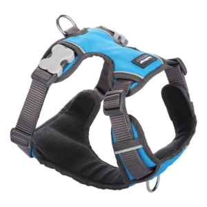 Red Dingo Harnesses / Haltis Turquoise / XS Red Dingo Padded Harness