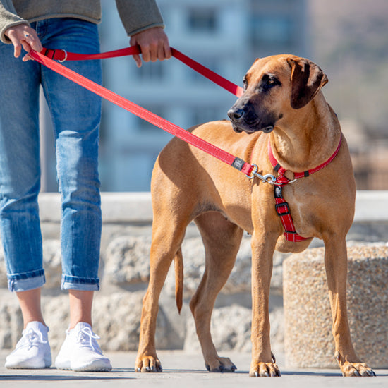 Rogz Collars / Leads Rogz Multi -Lead